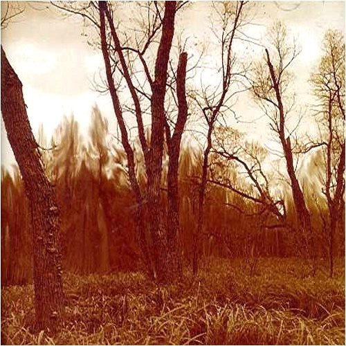 Northwoods Improvisers: Branches - COMPACT DISCS