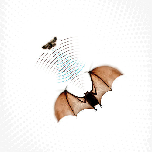 Batsauce: Echolocation - Gray - Vinyl LP