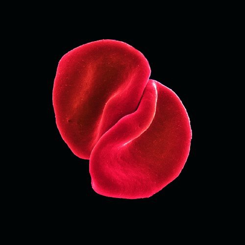 Peter Gabriel: Scratch My Back - COMPACT DISCS